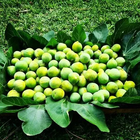 Casa rural Casina Fumarola *